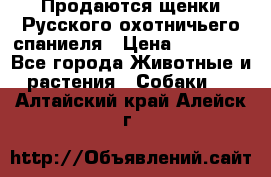 Продаются щенки Русского охотничьего спаниеля › Цена ­ 25 000 - Все города Животные и растения » Собаки   . Алтайский край,Алейск г.